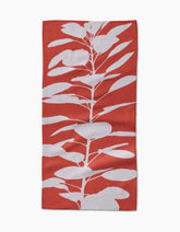Smoketree