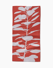 Smoketree