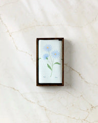 September Aster