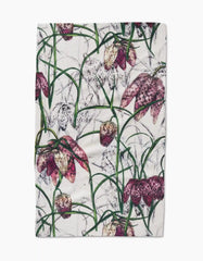 Fritillaria
