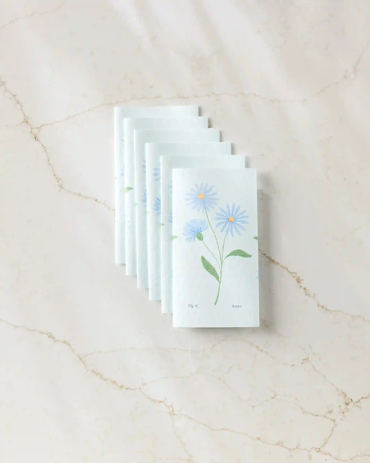 September Aster