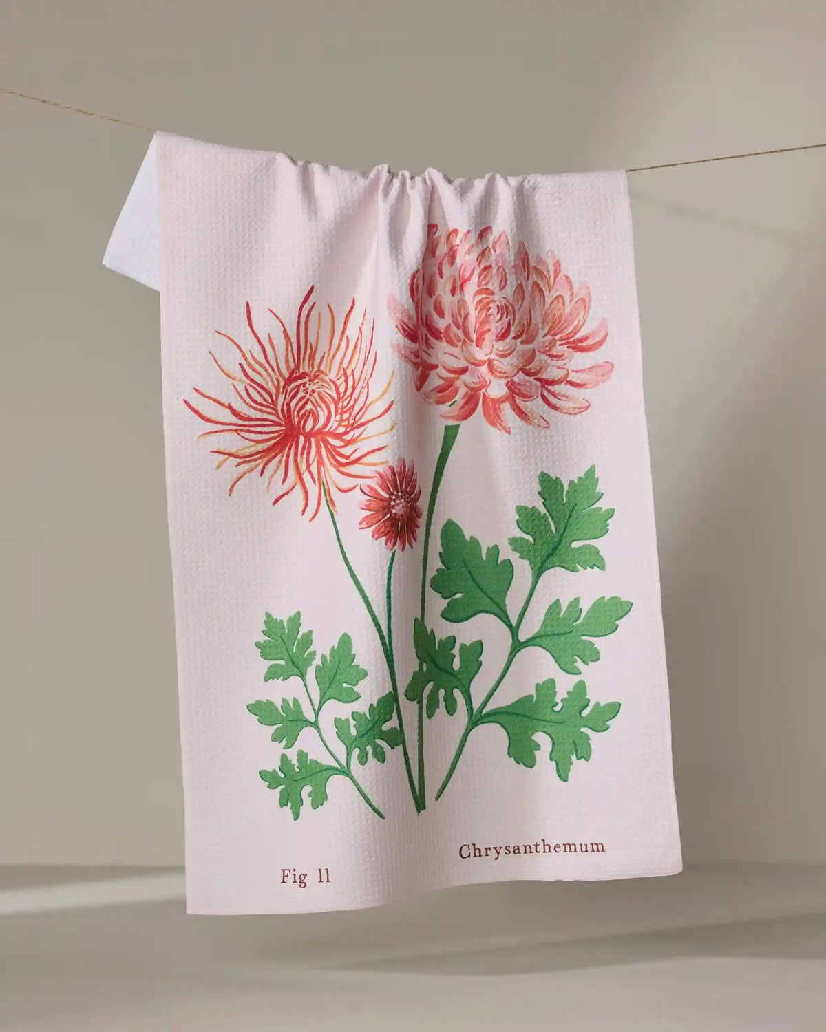 November Chrysanthemum
