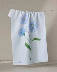 September Aster